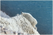 06 - Icefields Parkway (18) - Mountain Goat